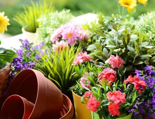 Frugal Curb Appeal Tips
