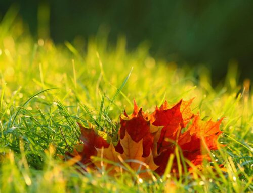Autumn Garden Care