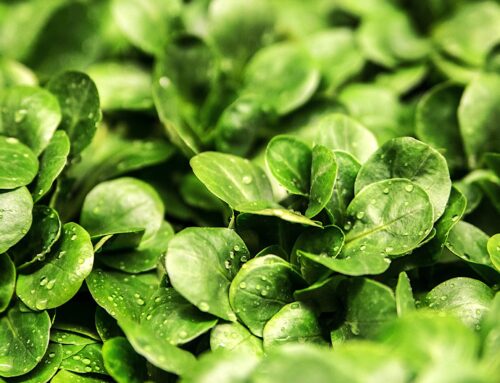 Cultivating a Year-Round Windowsill Salad Garden