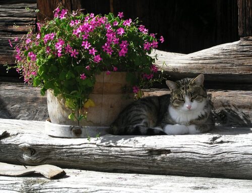 April Showers Bring May Flowers